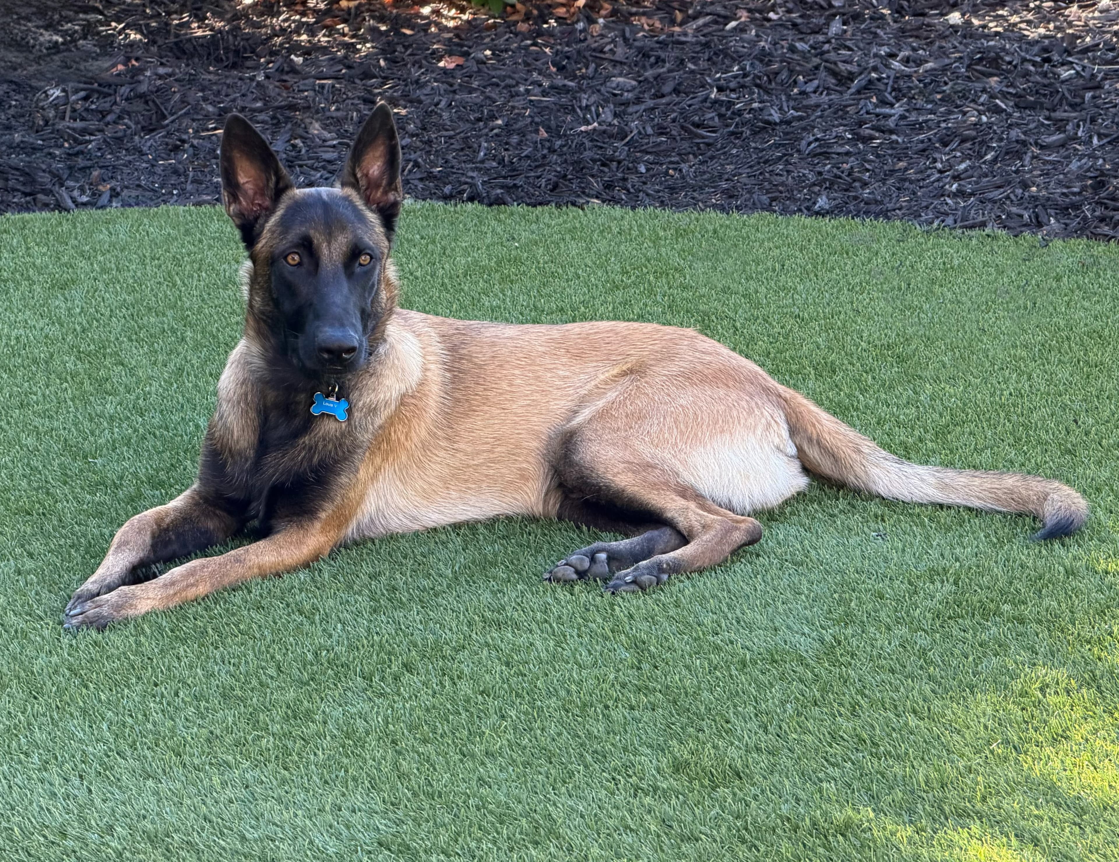 A tan Belgian Malinois with a black face mask lies on green artificial turf.